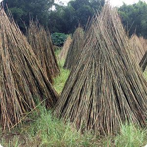 Bambú apilado