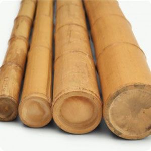 Bambú Ejemplar