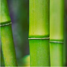 Bambú