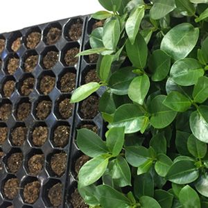 Bandejas de propagación