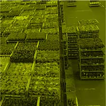 Sist. de logística para planta ornamental