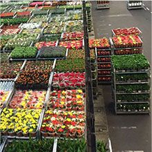 Sist. de logística para planta ornamental